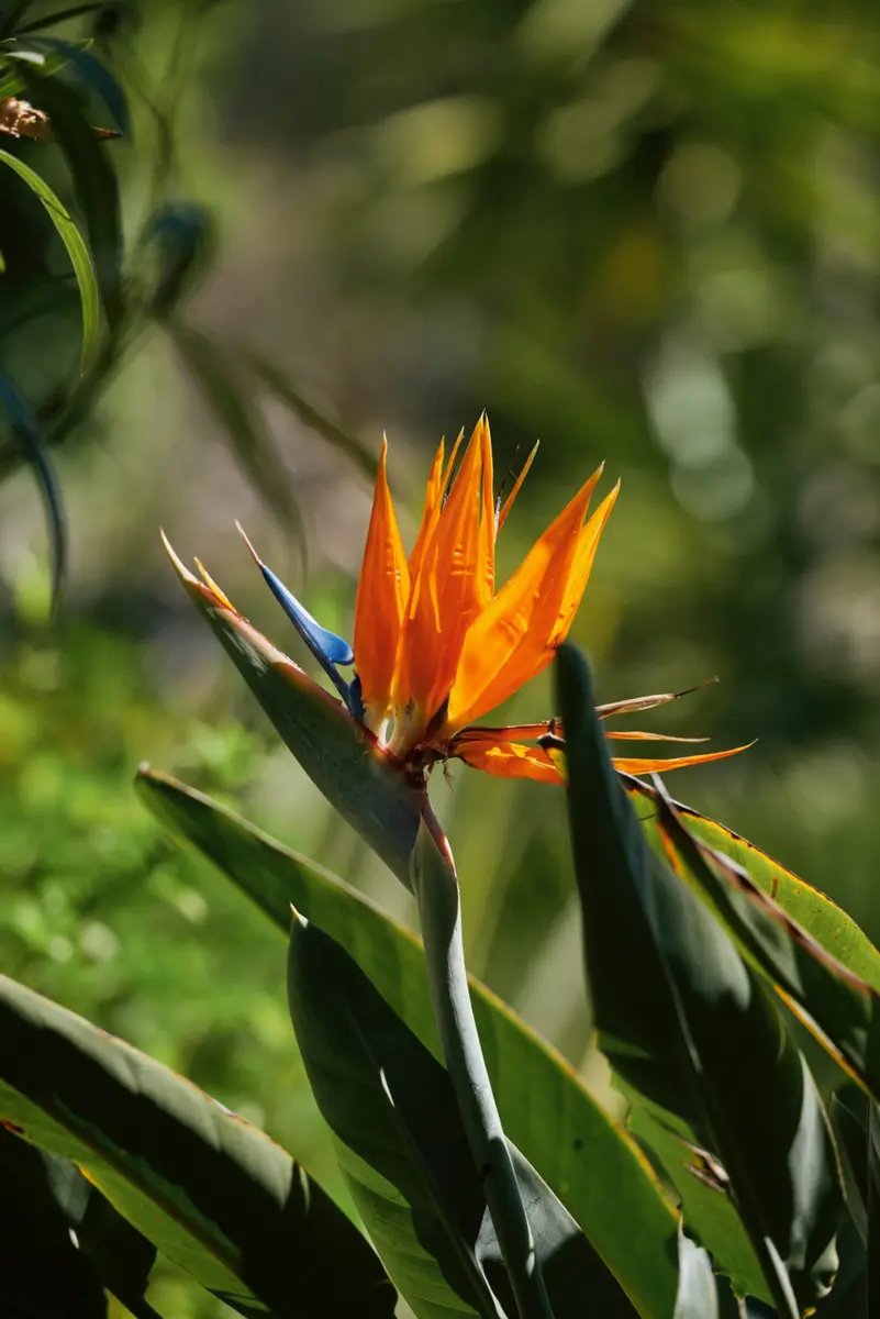 An exotic flower in the Winter Palace gardens